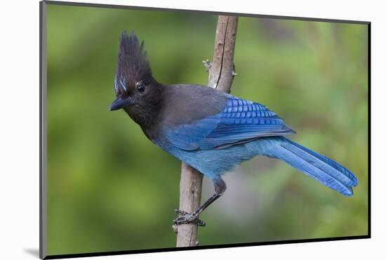 Stellers Jay-Ken Archer-Mounted Photographic Print