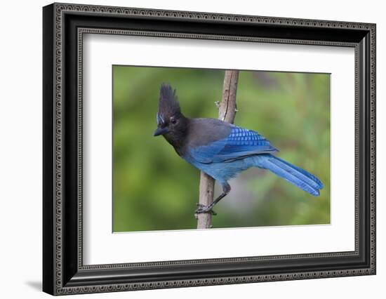 Stellers Jay-Ken Archer-Framed Photographic Print