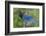 Stellers Jay-Ken Archer-Framed Photographic Print