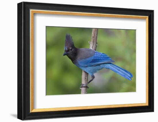 Stellers Jay-Ken Archer-Framed Photographic Print