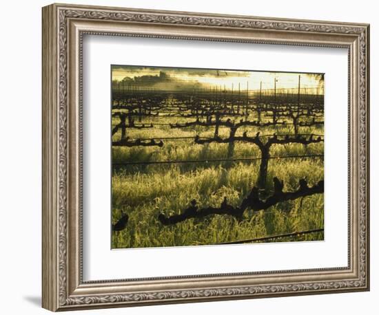 Stelling Vineyard on Oakville Grade Road, near Oakville, Napa Valley, California-Janis Miglavs-Framed Photographic Print