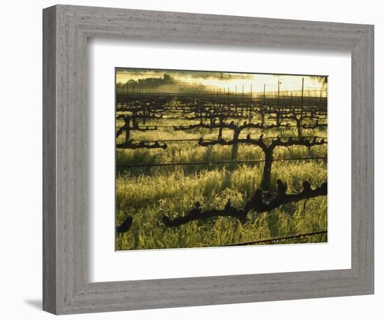 Stelling Vineyard on Oakville Grade Road, near Oakville, Napa Valley, California-Janis Miglavs-Framed Photographic Print