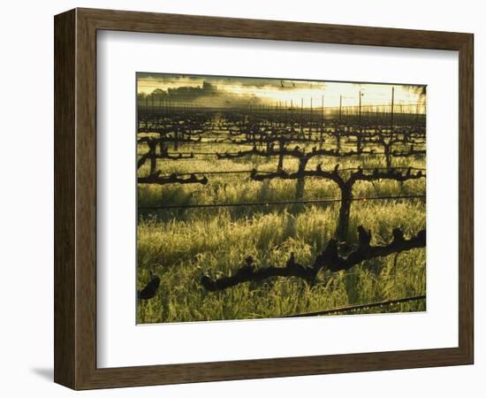 Stelling Vineyard on Oakville Grade Road, near Oakville, Napa Valley, California-Janis Miglavs-Framed Photographic Print