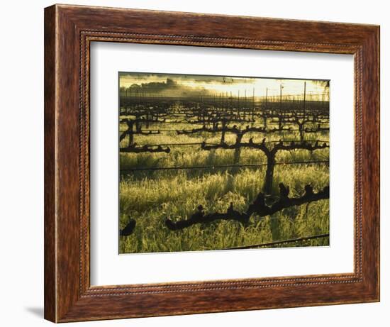 Stelling Vineyard on Oakville Grade Road, near Oakville, Napa Valley, California-Janis Miglavs-Framed Photographic Print