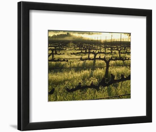 Stelling Vineyard on Oakville Grade Road, near Oakville, Napa Valley, California-Janis Miglavs-Framed Photographic Print