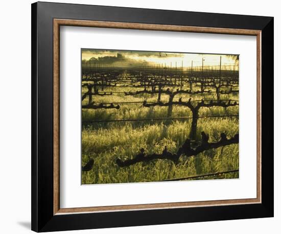 Stelling Vineyard on Oakville Grade Road, near Oakville, Napa Valley, California-Janis Miglavs-Framed Photographic Print