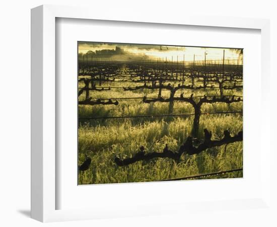 Stelling Vineyard on Oakville Grade Road, near Oakville, Napa Valley, California-Janis Miglavs-Framed Photographic Print