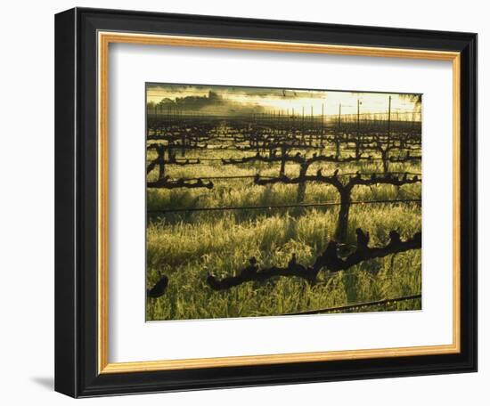 Stelling Vineyard on Oakville Grade Road, near Oakville, Napa Valley, California-Janis Miglavs-Framed Photographic Print