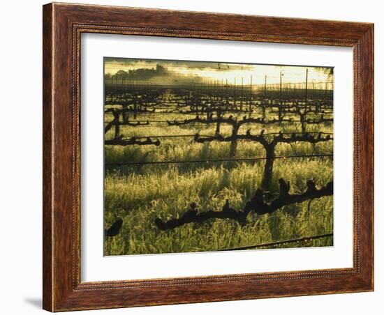 Stelling Vineyard on Oakville Grade Road, near Oakville, Napa Valley, California-Janis Miglavs-Framed Photographic Print