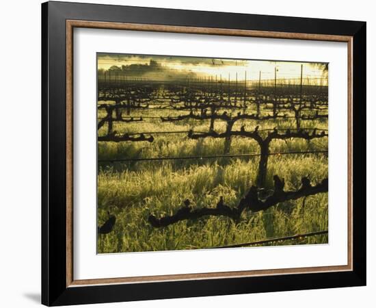 Stelling Vineyard on Oakville Grade Road, near Oakville, Napa Valley, California-Janis Miglavs-Framed Photographic Print