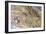 Stelvio Pass, Ortler Alps, South Tyrol / Sondrio, Italy: The Highest Paved Mountain Pass E Alps-Axel Brunst-Framed Photographic Print