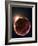 Stem Cell Research, Conceptual Artwork-David Mack-Framed Photographic Print