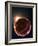 Stem Cell Research, Conceptual Artwork-David Mack-Framed Photographic Print