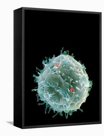 Stem Cell, SEM-Science Photo Library-Framed Premier Image Canvas