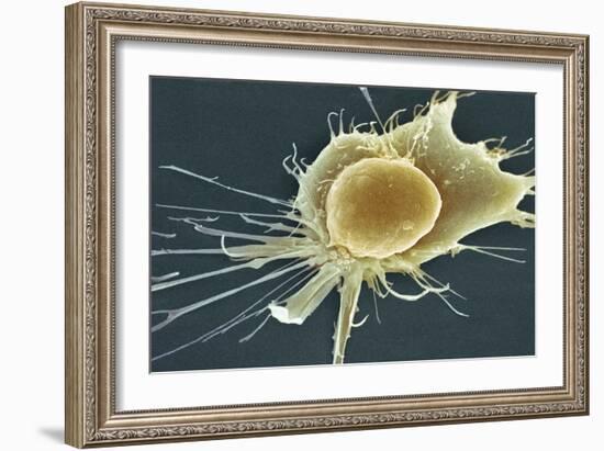 Stem Cell, SEM-Science Photo Library-Framed Photographic Print