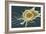 Stem Cell, SEM-Science Photo Library-Framed Photographic Print