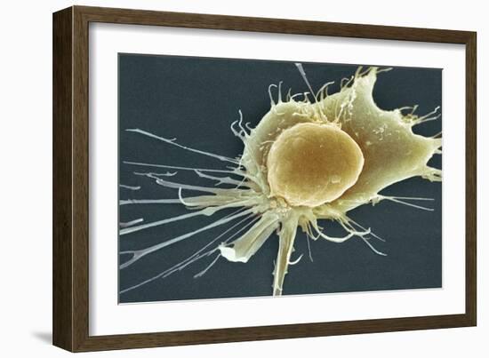 Stem Cell, SEM-Science Photo Library-Framed Photographic Print