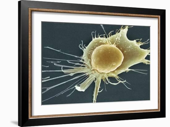 Stem Cell, SEM-Science Photo Library-Framed Photographic Print