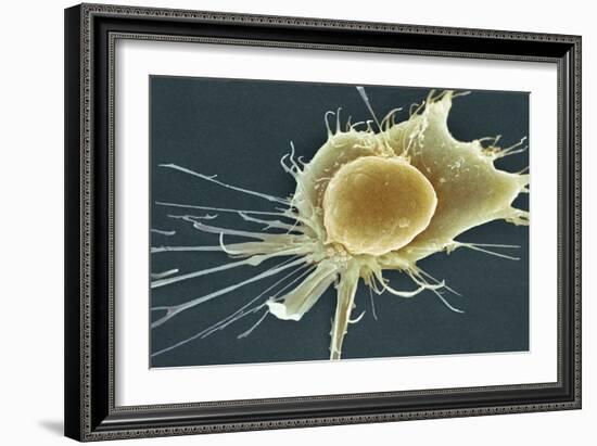 Stem Cell, SEM-Science Photo Library-Framed Photographic Print