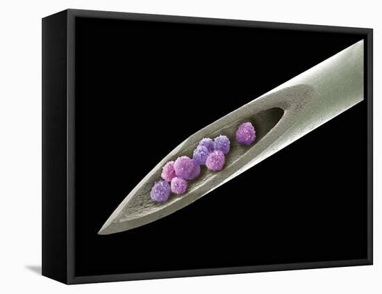 Stem Cell Therapy, Conceptual Image-Steve Gschmeissner-Framed Premier Image Canvas