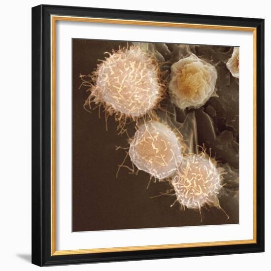 Stem Cells, SEM-Science Photo Library-Framed Premium Photographic Print