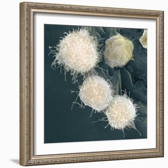 Stem Cells, SEM-Science Photo Library-Framed Premium Photographic Print