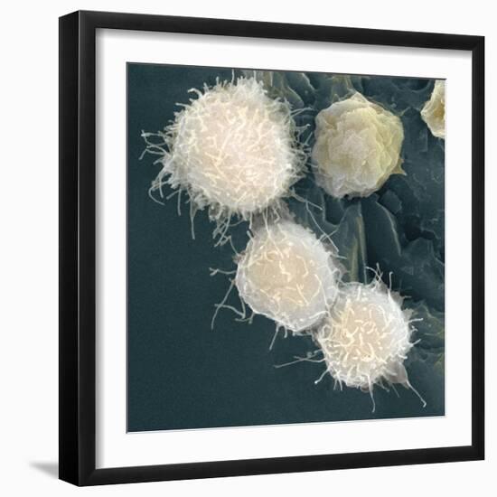 Stem Cells, SEM-Science Photo Library-Framed Premium Photographic Print