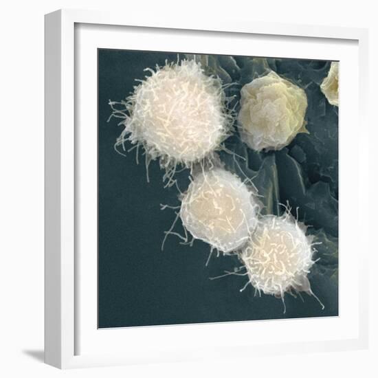 Stem Cells, SEM-Science Photo Library-Framed Premium Photographic Print