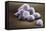 Stem Cells, SEM-Science Photo Library-Framed Premier Image Canvas