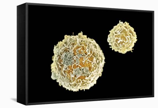 Stem Cells, SEM-Science Photo Library-Framed Premier Image Canvas