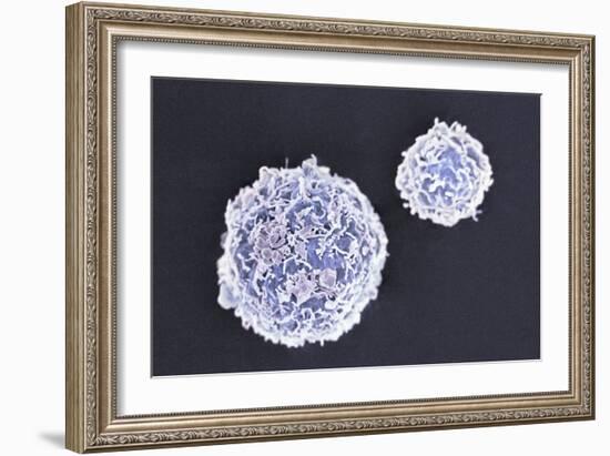 Stem Cells, SEM-Science Photo Library-Framed Photographic Print