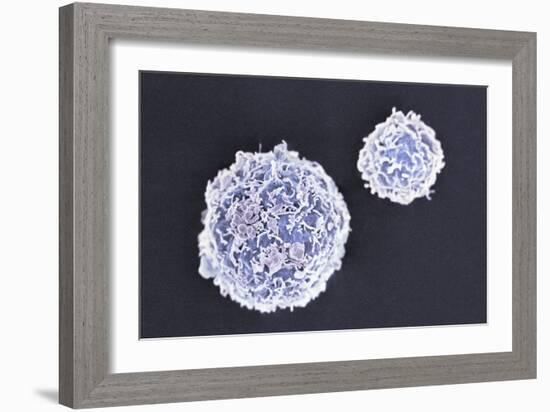 Stem Cells, SEM-Science Photo Library-Framed Photographic Print