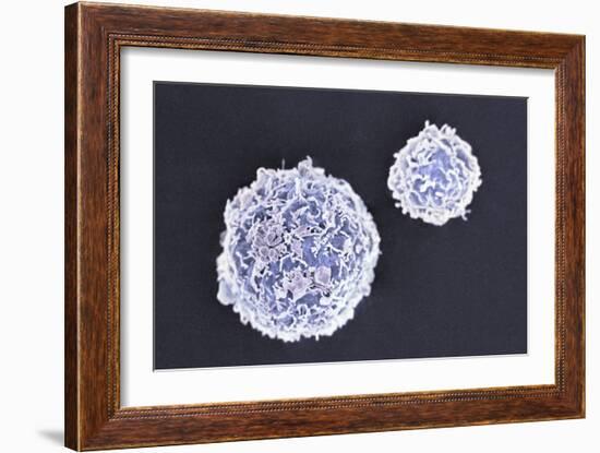 Stem Cells, SEM-Science Photo Library-Framed Photographic Print