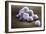 Stem Cells, SEM-Science Photo Library-Framed Photographic Print