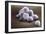 Stem Cells, SEM-Science Photo Library-Framed Photographic Print