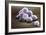 Stem Cells, SEM-Science Photo Library-Framed Photographic Print