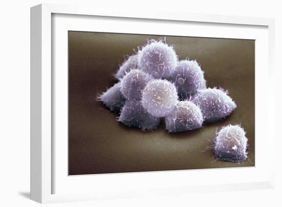 Stem Cells, SEM-Science Photo Library-Framed Photographic Print