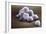 Stem Cells, SEM-Science Photo Library-Framed Photographic Print