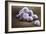 Stem Cells, SEM-Science Photo Library-Framed Photographic Print