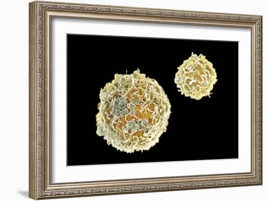 Stem Cells, SEM-Science Photo Library-Framed Photographic Print