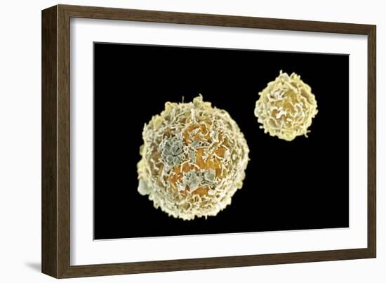 Stem Cells, SEM-Science Photo Library-Framed Photographic Print