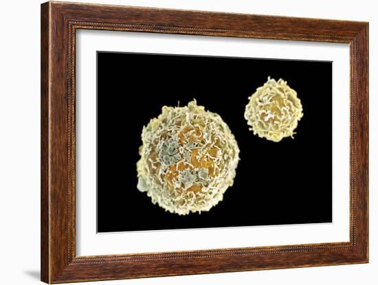 Stem Cells, SEM-Science Photo Library-Framed Photographic Print