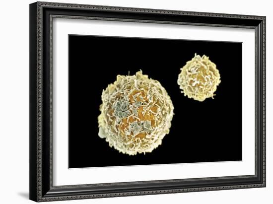 Stem Cells, SEM-Science Photo Library-Framed Photographic Print