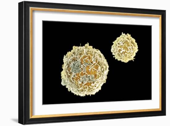 Stem Cells, SEM-Science Photo Library-Framed Photographic Print