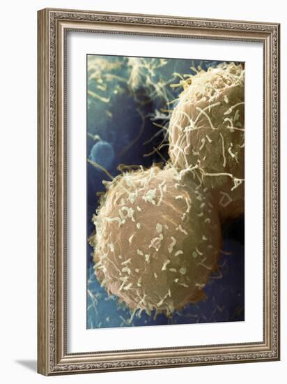 Stem Cells, SEM-Science Photo Library-Framed Photographic Print