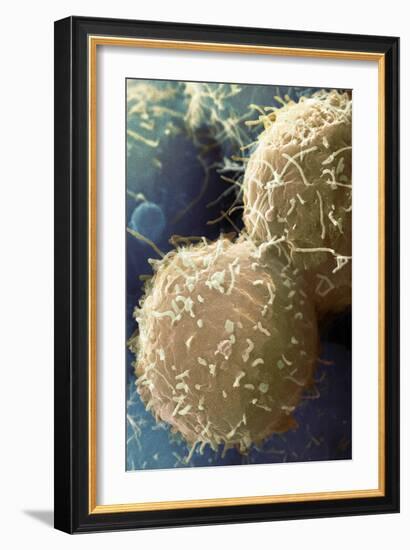 Stem Cells, SEM-Science Photo Library-Framed Photographic Print