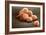 Stem Cells, SEM-Science Photo Library-Framed Photographic Print