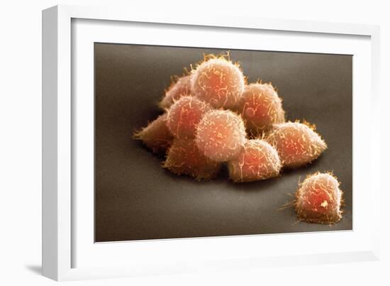 Stem Cells, SEM-Science Photo Library-Framed Photographic Print