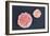 Stem Cells, SEM-Science Photo Library-Framed Photographic Print