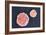 Stem Cells, SEM-Science Photo Library-Framed Photographic Print